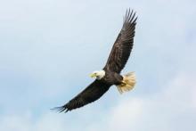 Eagle in flight
