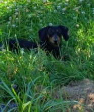 Cheyenne, the dachshund, lying in the grass